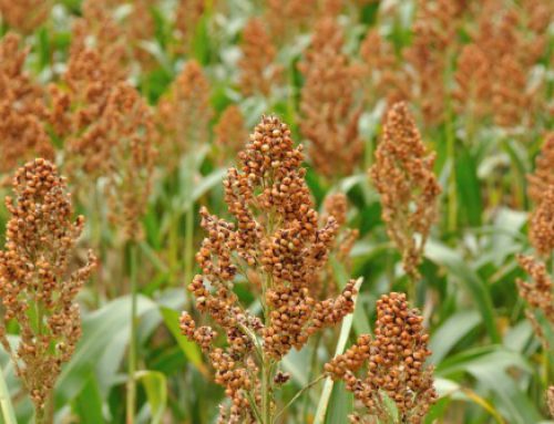 Sorghum, Cereal of October